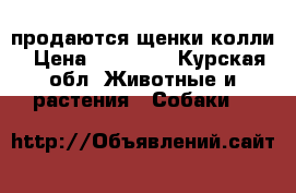 продаются щенки колли › Цена ­ 20 000 - Курская обл. Животные и растения » Собаки   